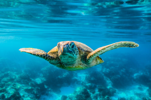 Audacious - Turtle swimming underwater photograph