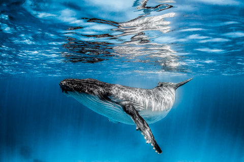 Breathe - Underwater photo of a Humpback whale