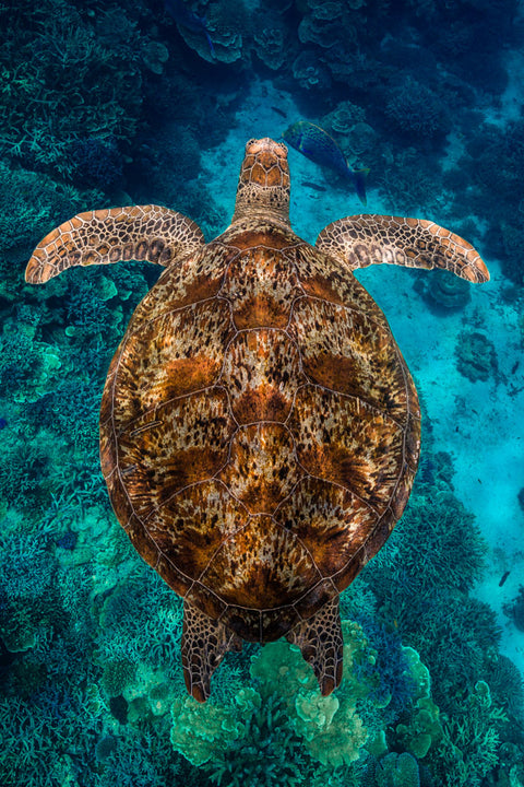 Captivation - photograph of a turtle swimming underwater