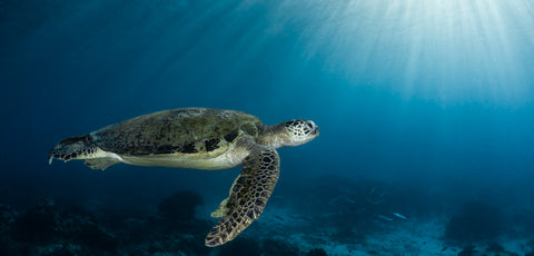 Sunrays - photograph of turtle swimming underwater