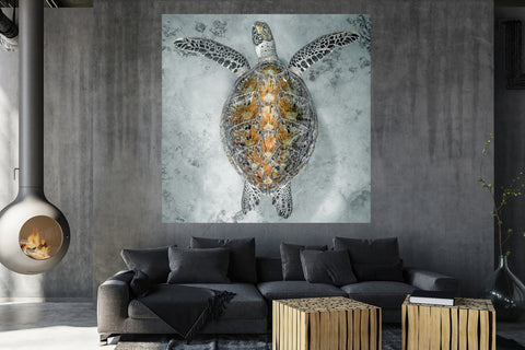 Time Traveller - Black and gold underwater turtle photo